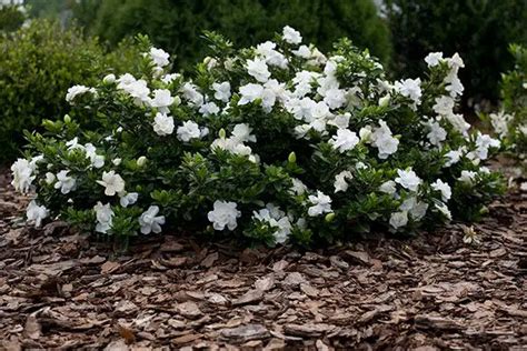 gardenia arbusto.